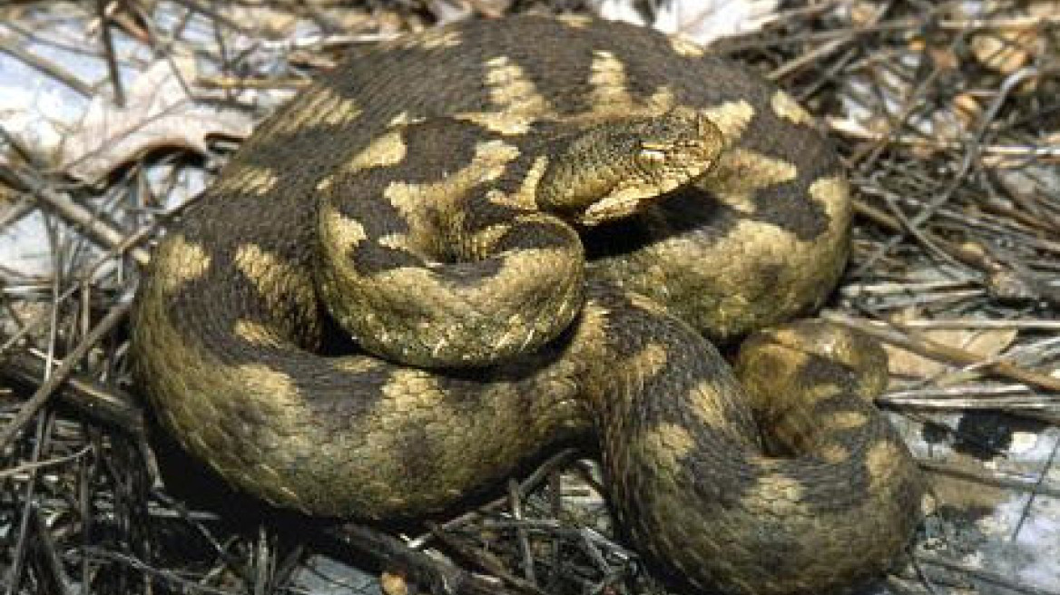 Τρίκαλα: Είχε συνοδηγό μια... οχιά!