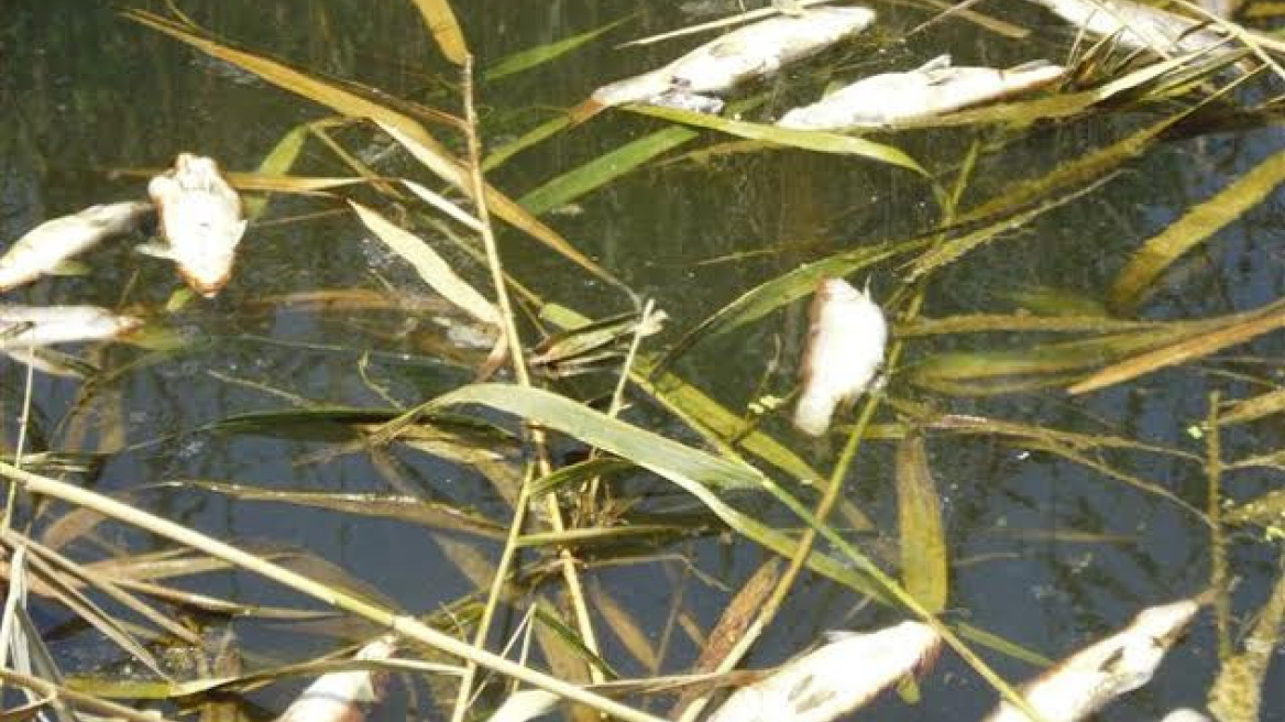 Φθιώτιδα: Εκατοντάδες νεκρά ψάρια στον Σπερχειό