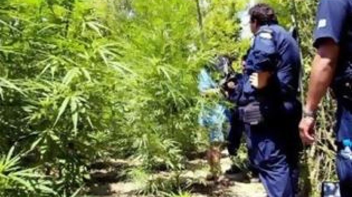 Κοζάνη: Συνελήφθη 44χρονος για καλλιέργεια κάνναβης