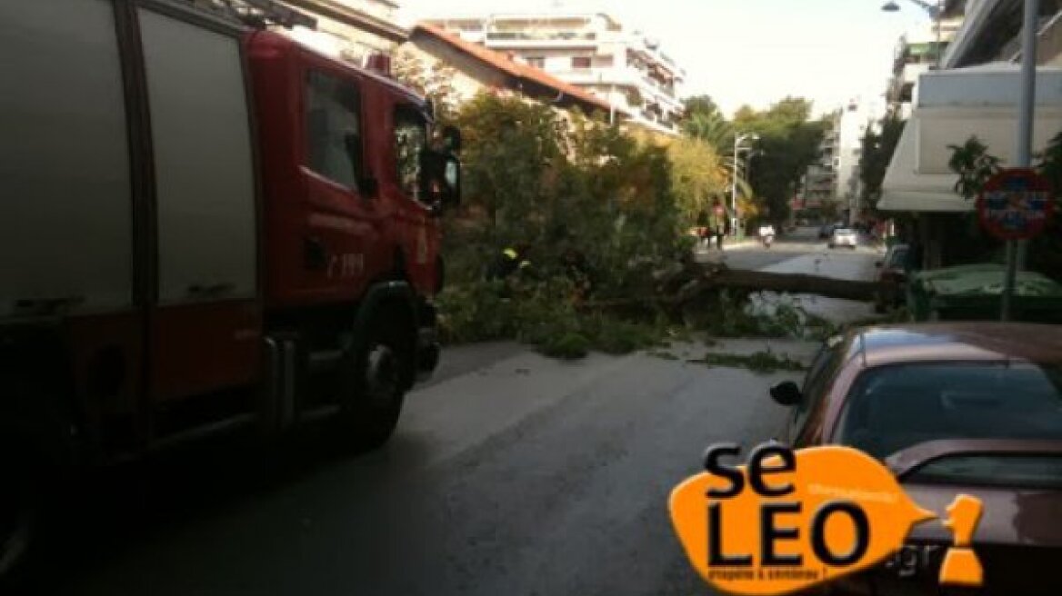 Καλοκαιρινό μπουρίνι ξερίζωσε δέντρα στη Θεσσαλονίκη