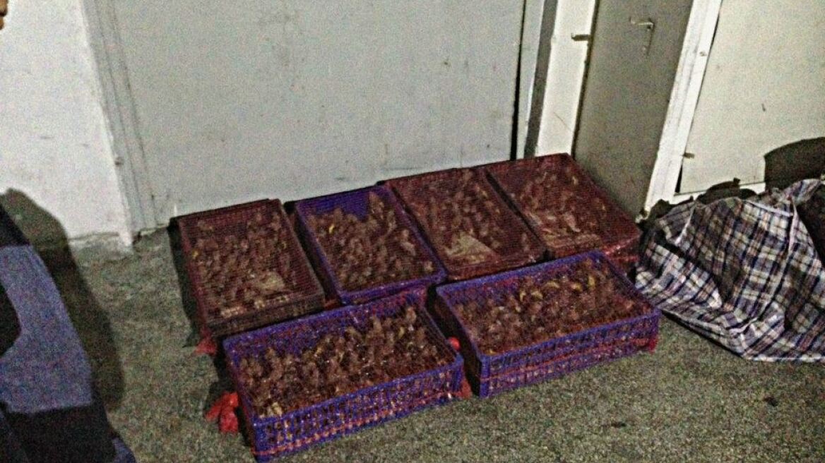 Θηροφύλακες έσωσαν από την αιχμαλωσία 330 καρδερίνες