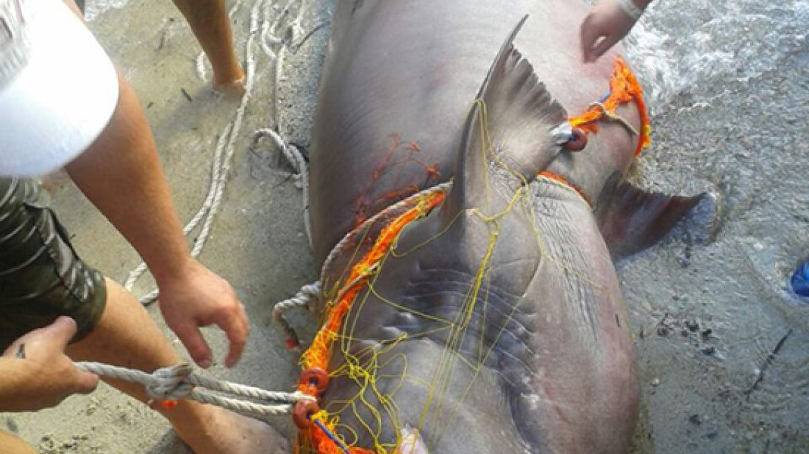 Χαλκιδική: Ψαράς έπιασε σκυλόψαρο τριών μέτρων