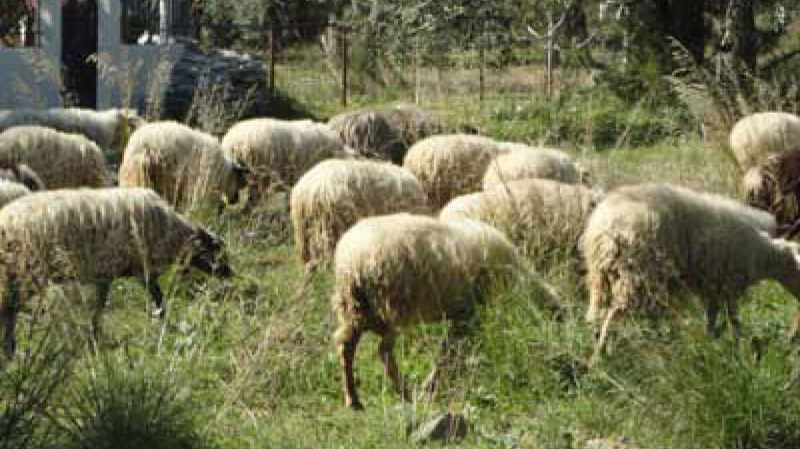 Ήπειρος: Τρία κρούσματα καταρροϊκού πυρετού 