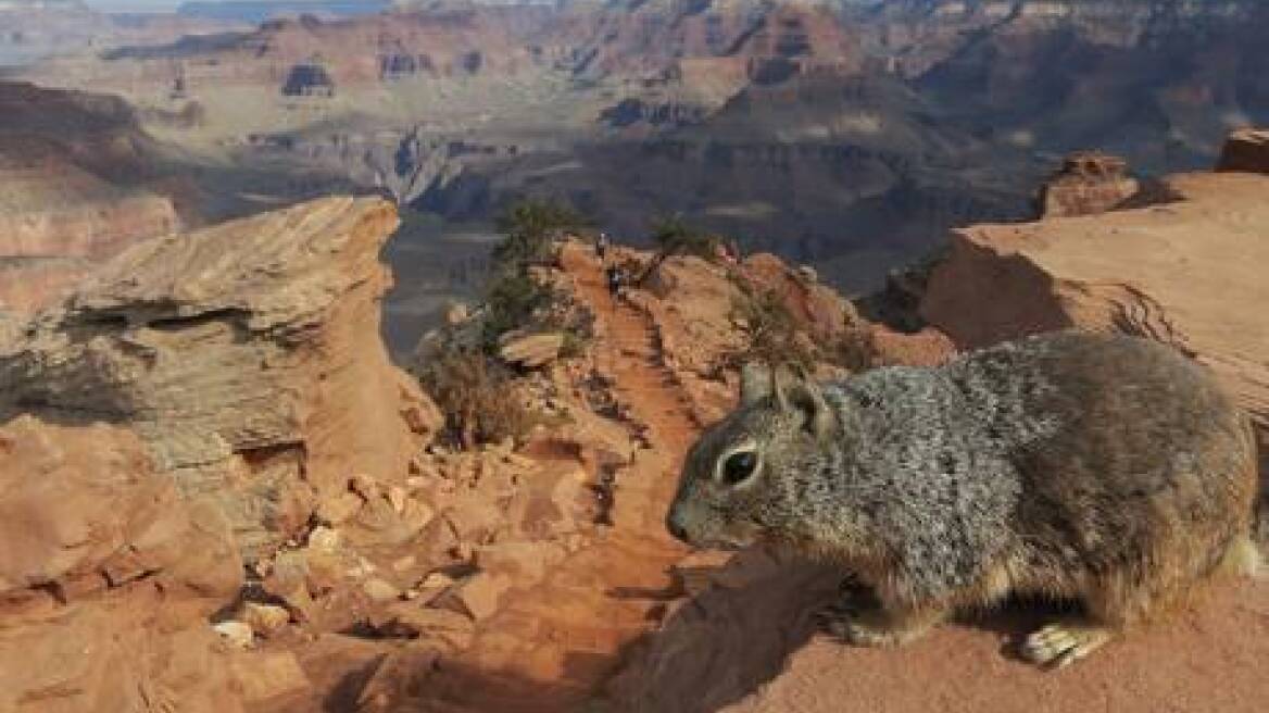 Έρευνα για το σκιουράκι που κλώτσησαν στον γκρεμό κάνει το Γκραντ Κάνιον
