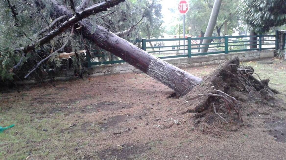 Κοζάνη: «Ποτάμια» οι δρόμοι από την κακοκαιρία - Ξεριζώθηκαν δέντρα 