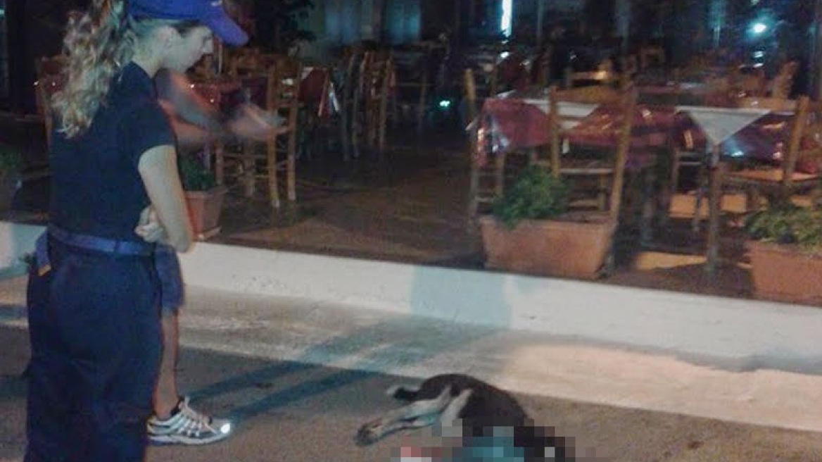 Στο μικροσκόπιο της Δικαιοσύνης η καταγγελία για τη δολοφονία της σκυλίτσας «Μάγκυ»