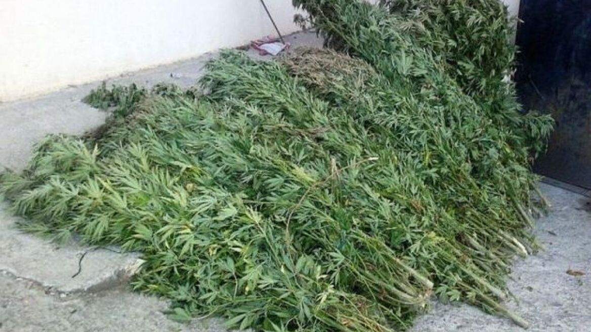 Τρεις φυτείες με 1400 δενδρύλλια στον Μυλοπόταμο 