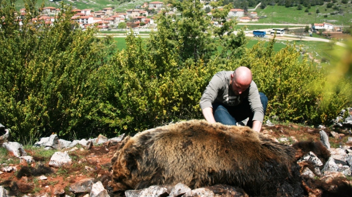  Δύο αρκούδες νεκρές από σφαίρα στις Πρέσπες