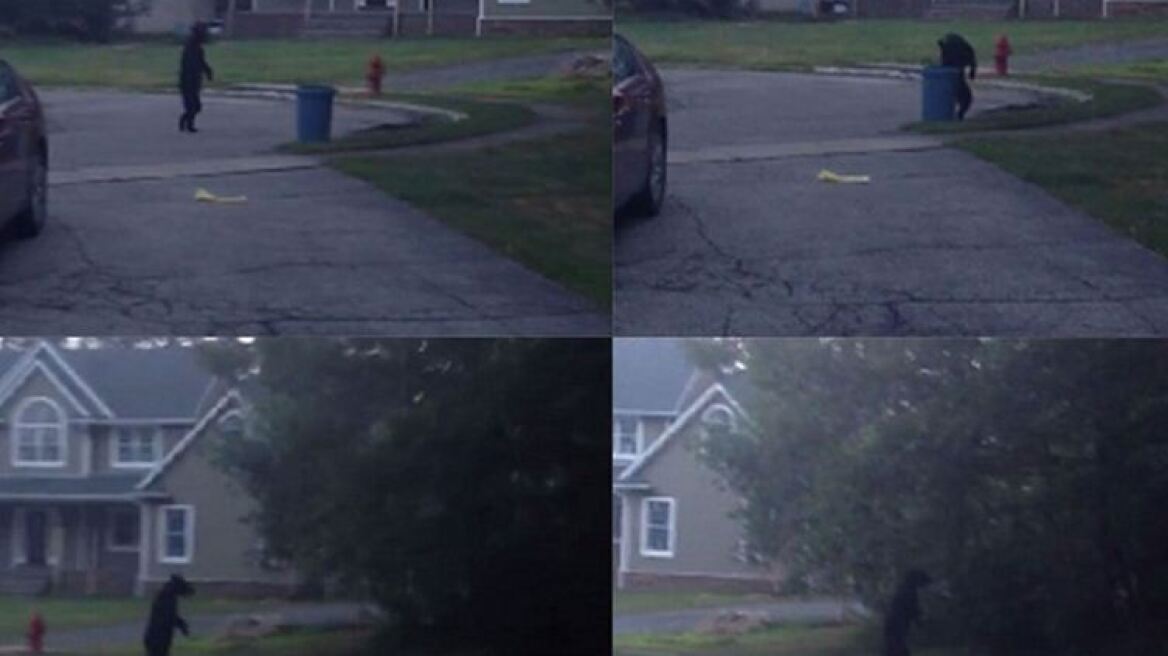 Βίντεο: Μοιάζει με άνθρωπο, περπατά σαν άνθρωπος, αλλά είναι αρκούδα! 