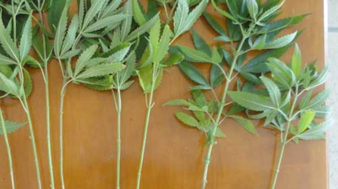 Πρέβεζα: Καλλιεργούσε… κανναβουριές στη στάνη