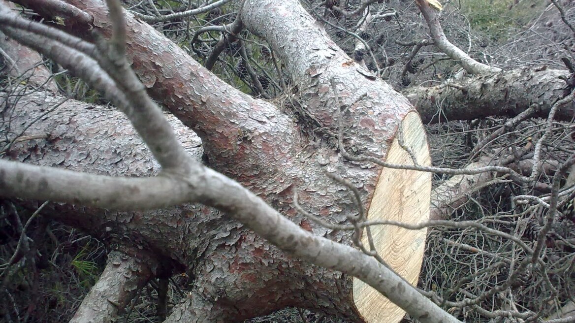 Πέλλα: Τραγικός θάνατος για 50χρονο υλοτόμο