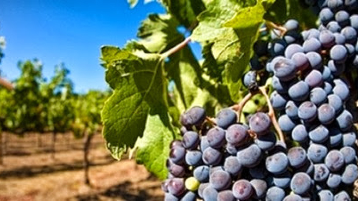 Ηράκλειο: Πλήγμα για τους αμπελουργούς η ξαφνική νεροποντή