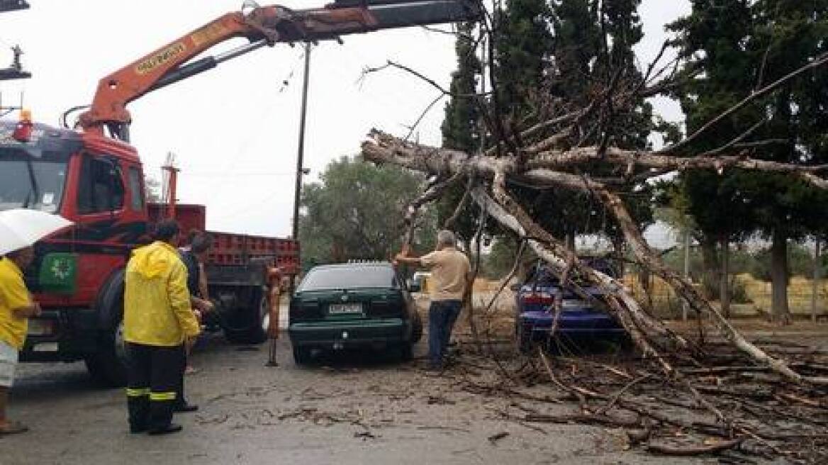 Ερέτρια: Δένδρο καταπλάκωσε δύο αυτοκίνητα σε ξενοδοχείο 