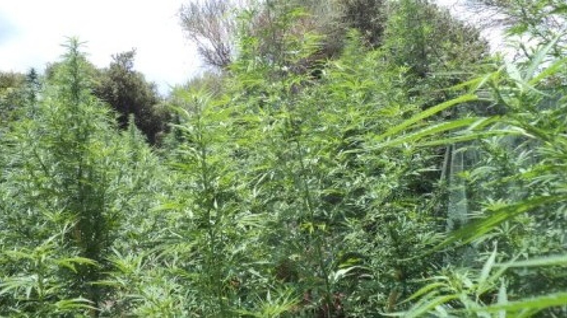 Ήθελε να είχε κήπο με… δενδρύλλια στο Ηράκλειο