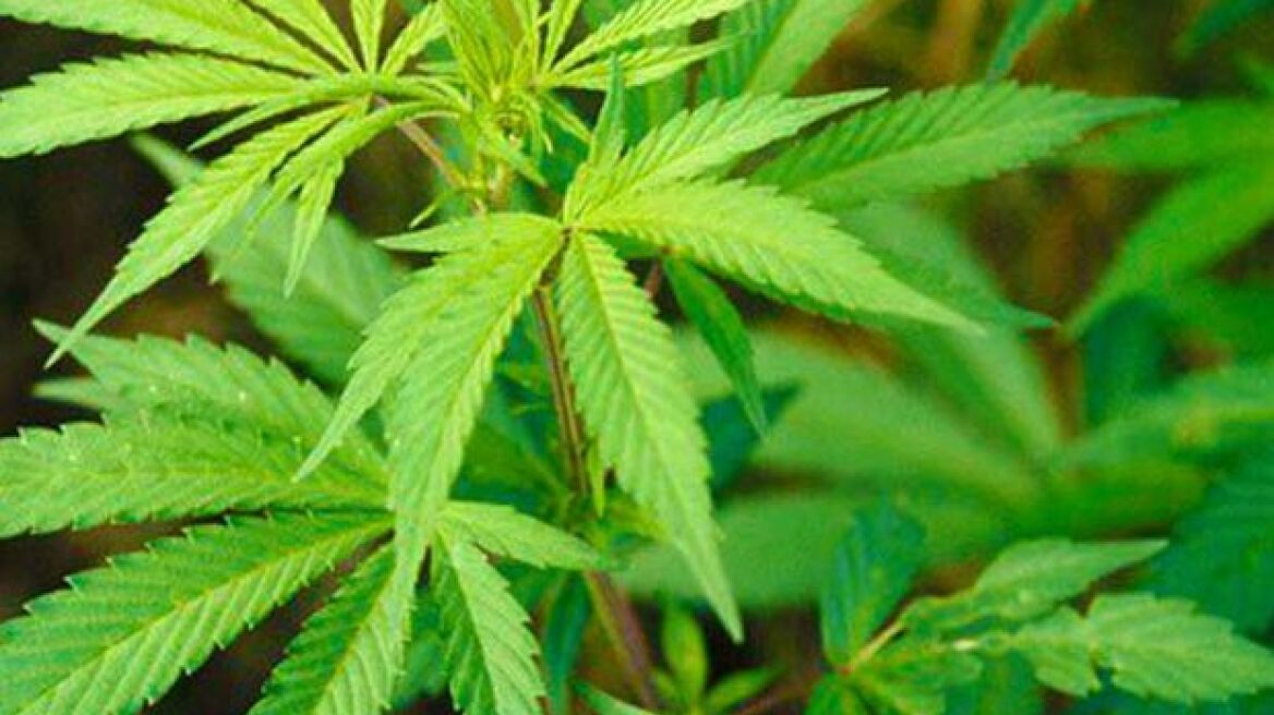 Χανιά: Εντοπίστηκε φυτεία με 42 δενδρύλλια ινδικής κάνναβης