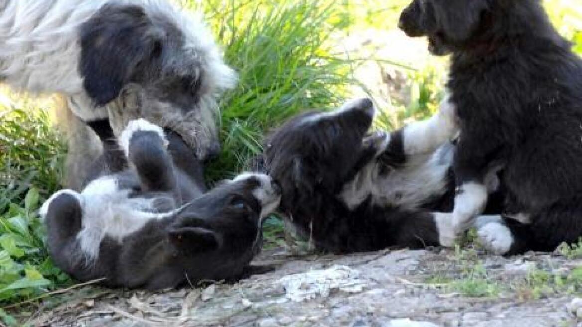 Καβάλα: Εγκατέλειψε κλειδωμένα σε διαμέρισμα έξι σκυλιά