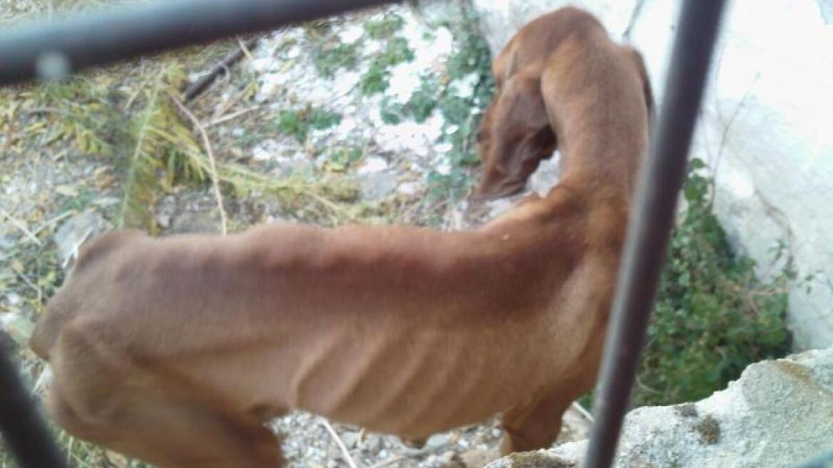 Καβάλα: Συνελήφθη ο υπαίτιος της κακοποίησης έξι σκυλιών