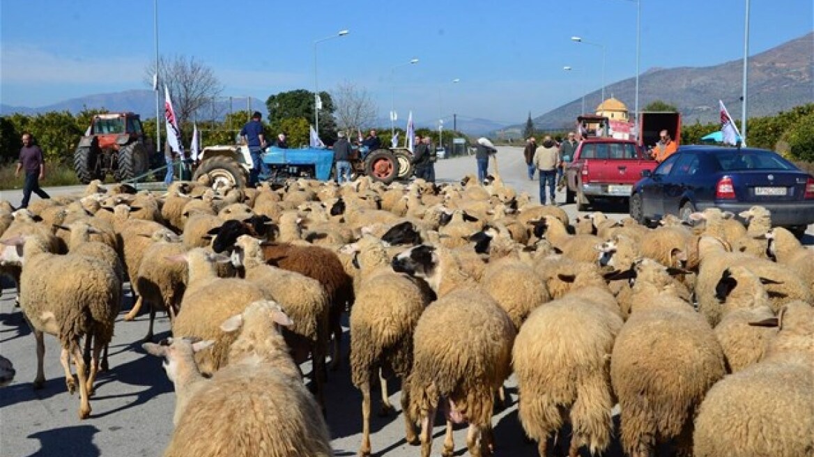 Σε κινητοποιήσεις προσανατολίζονται οι κτηνοτρόφοι