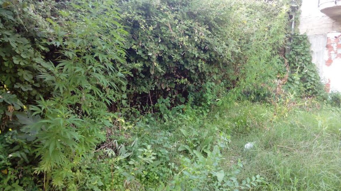 Δράμα: Είχε μετατρέψει το σπίτι του σε χασισοφυτεία 