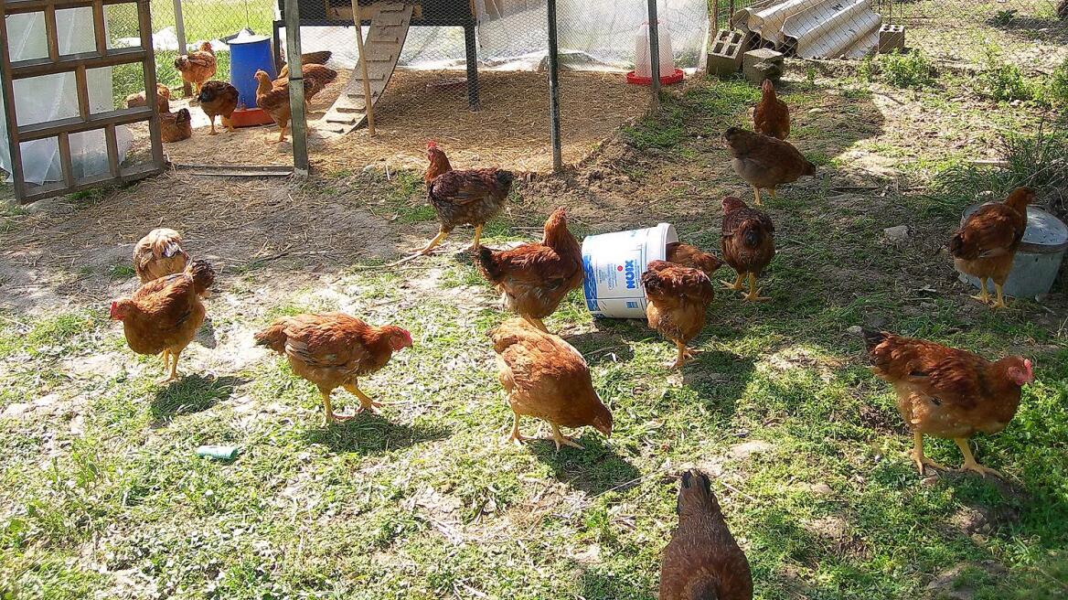 Τώρα ρίχνουν «φόλες» και στα… κοτέτσια!