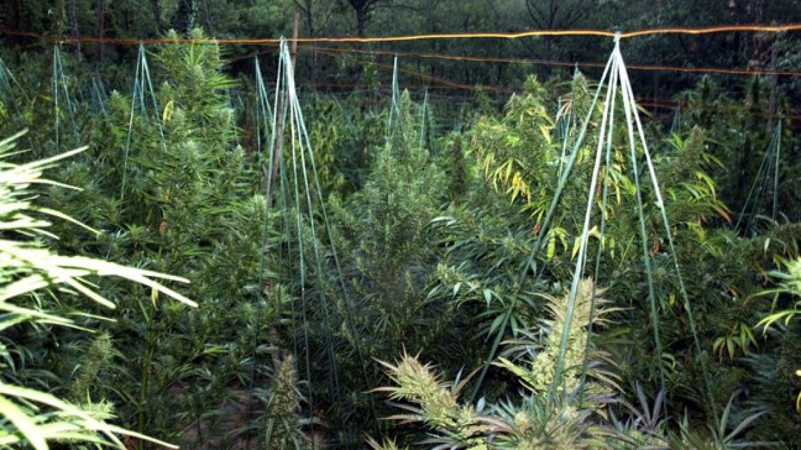 Οικογενειακή χασισοφυτεία σε μαντρί στη Λάρισα