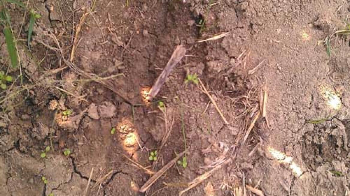 Αγριογούρουνα καταστρέφουν αγροτικές καλλιέργειες στην Πρέβεζα