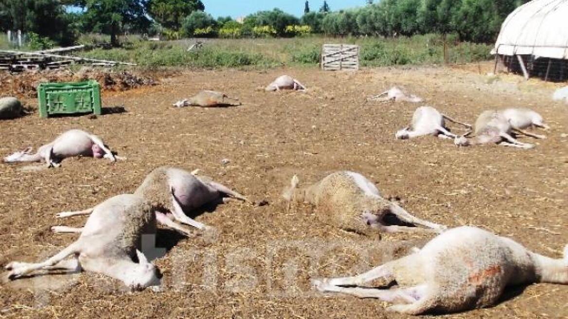 Ηλεία: Δηλητηρίασαν ολόκληρο κοπάδι πρόβατα (φωτογραφία)