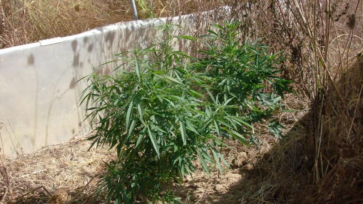 Πύργος: Πότιζαν την χασισοφυτεία από δεξαμενή νερού για την κατάσβεση πυρκαγιών