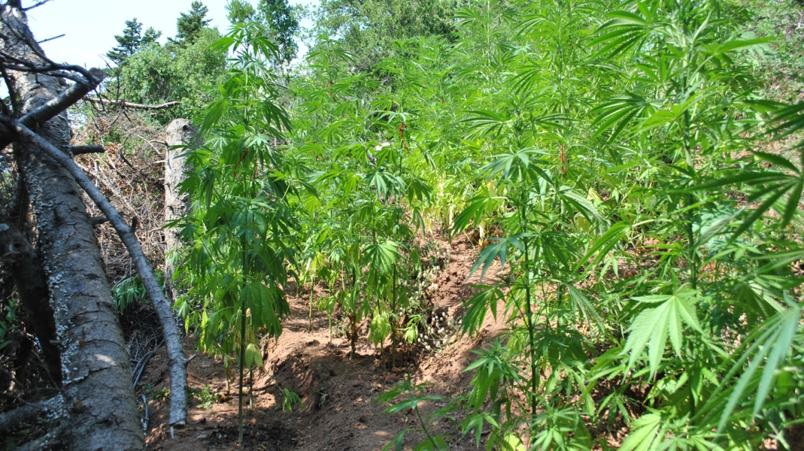 Χασισοφυτεία με... φυσικό καμουφλάζ στην Αμαλιάδα