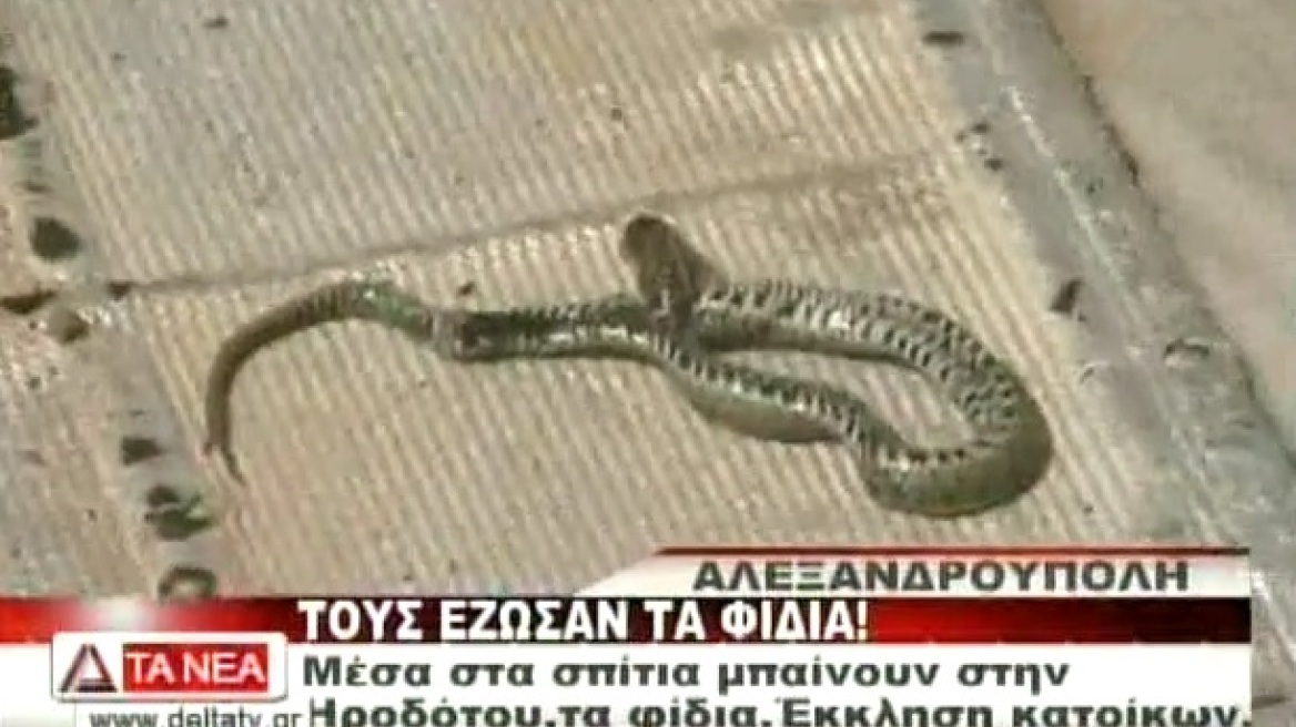 Βίντεο: Τους... έζωσαν τα φίδια στην Αλεξανδρούπολη