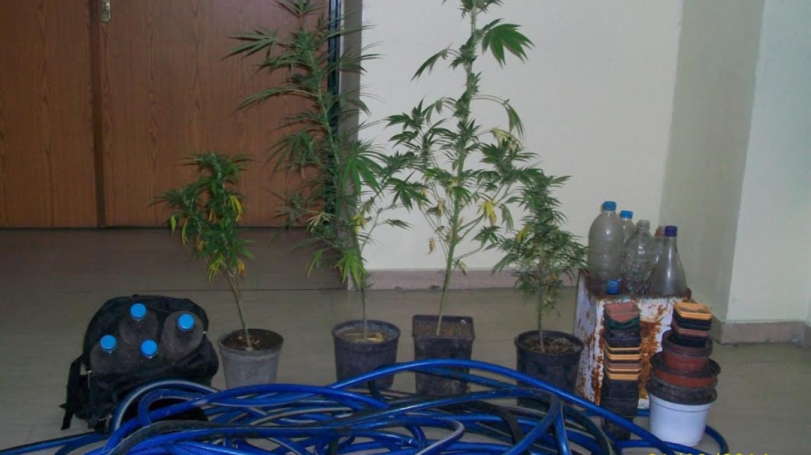 Συλλήψεις για καλλιέργεια και διακίνηση κάνναβης στη Ροδόπη