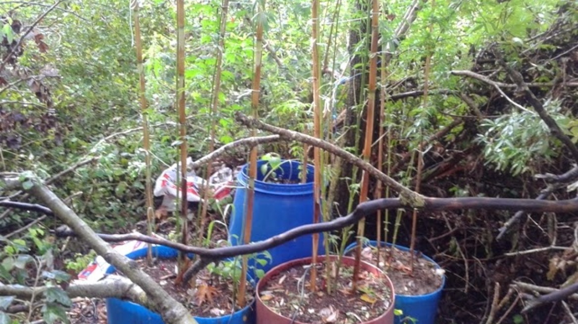 Αφγανός καλλιεργούσε χασισοφυτεία στην Άρτα