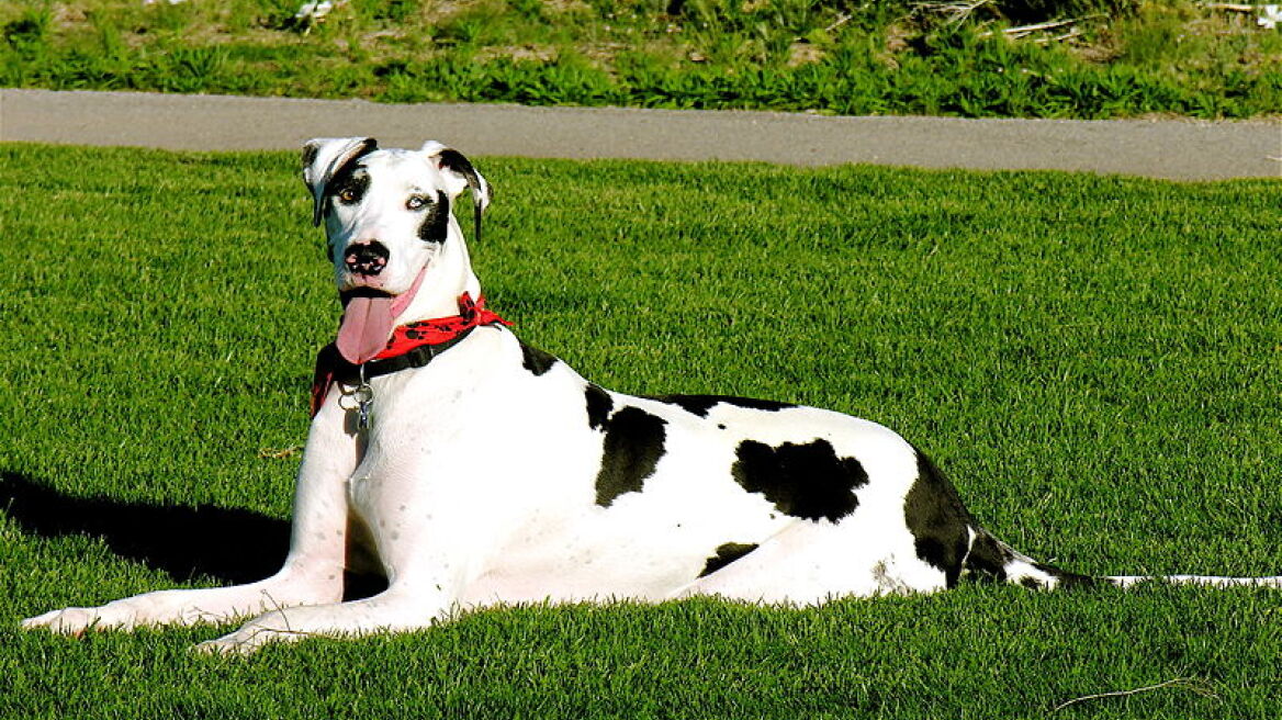 Γερμανικός Μολοσσός είχε καταπιεί 43 κάλτσες! 