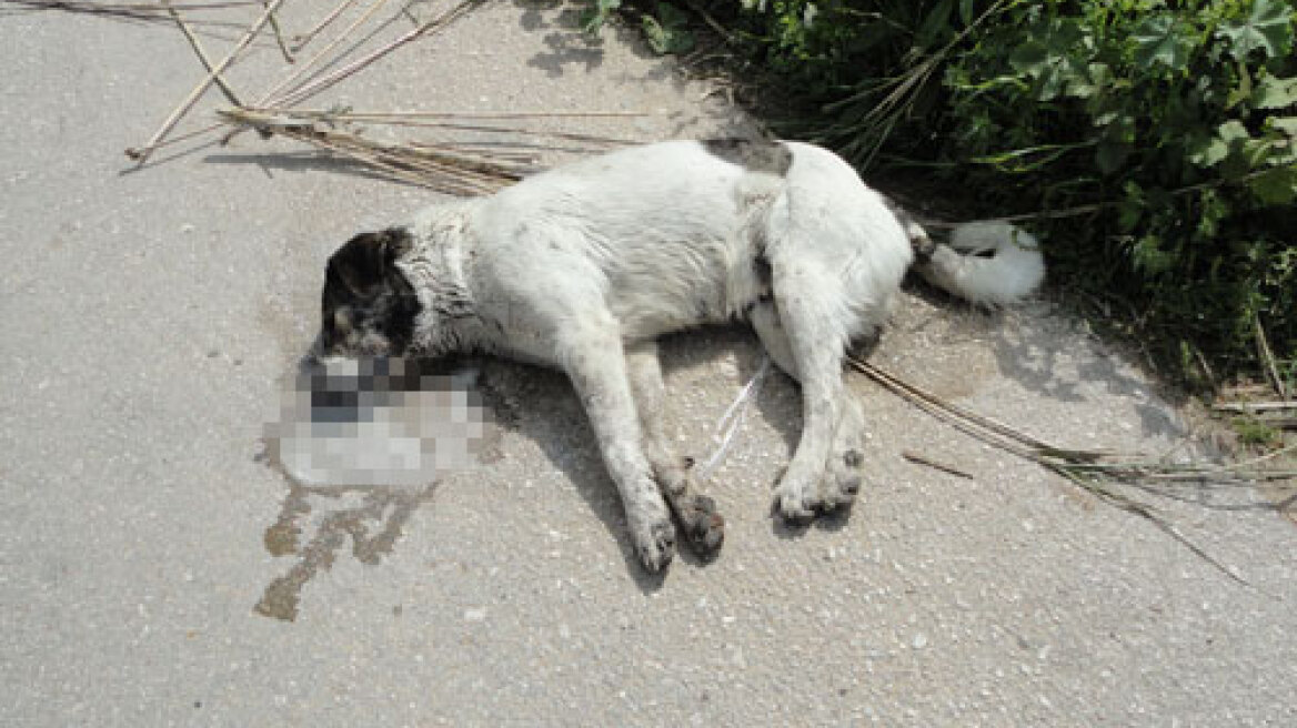 Κόνιτσα: Θανάτωσαν σκύλους με δηλητηριασμένα δολώματα 