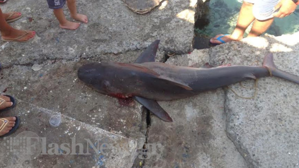 Κρήτη: Καρχαριάκι στα δίχτυα ψαρά στα Σφακιά