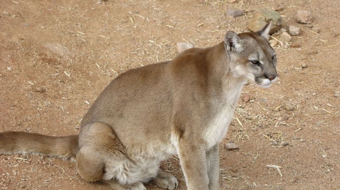 Κούγκαρ στην Καλιφόρνια επιτέθηκε σε εξάχρονο!