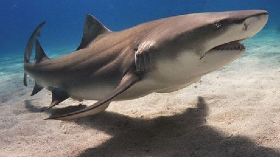 Αυστραλία: Νεκρός άνδρας από επίθεση καρχαρία