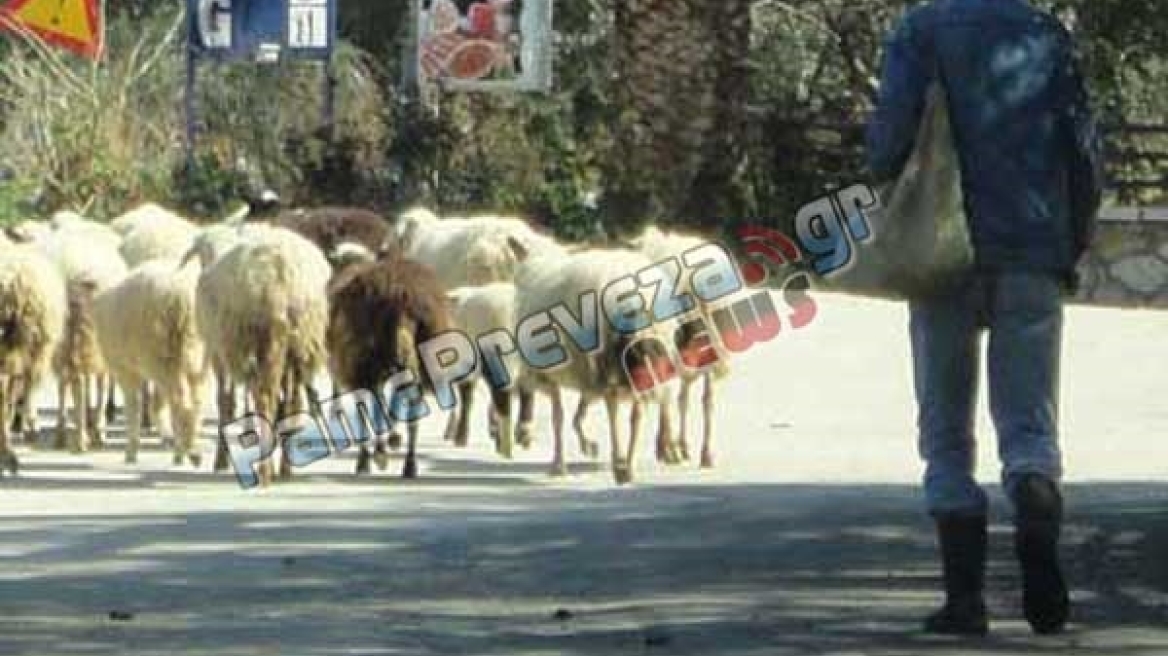 Πρέβεζα: Είκοσι νεκρά πρόβατα μετά από σύγκρουση κοπαδιού με αυτοκίνητο 