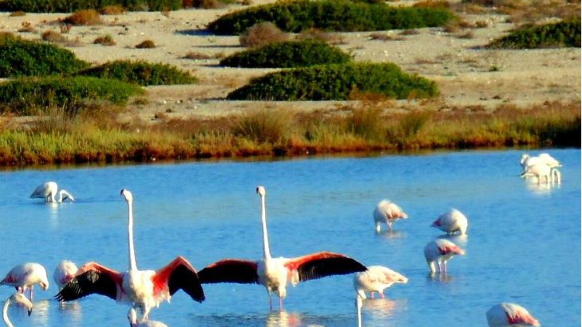 Τα φλαμίνγκο επέστρεψαν στη Λευκάδα