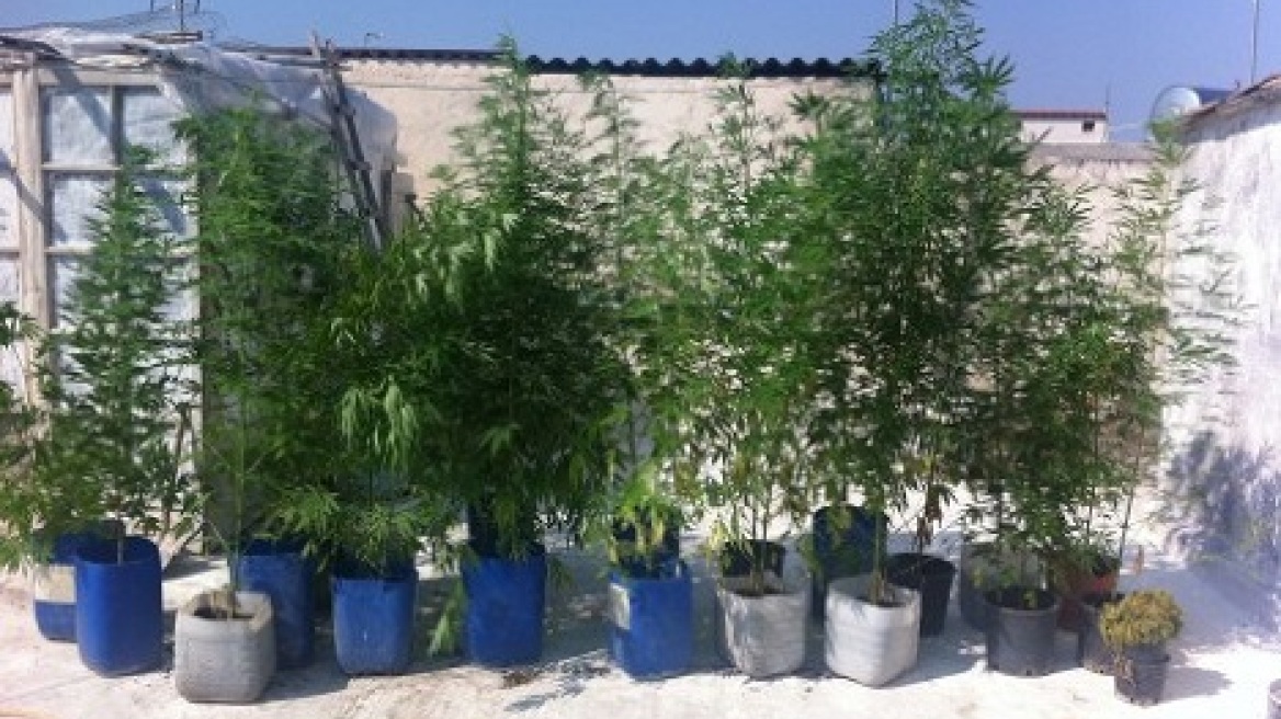 Καλλιεργούσαν δενδρύλια κάνναβης μέσα σε γλάστρες