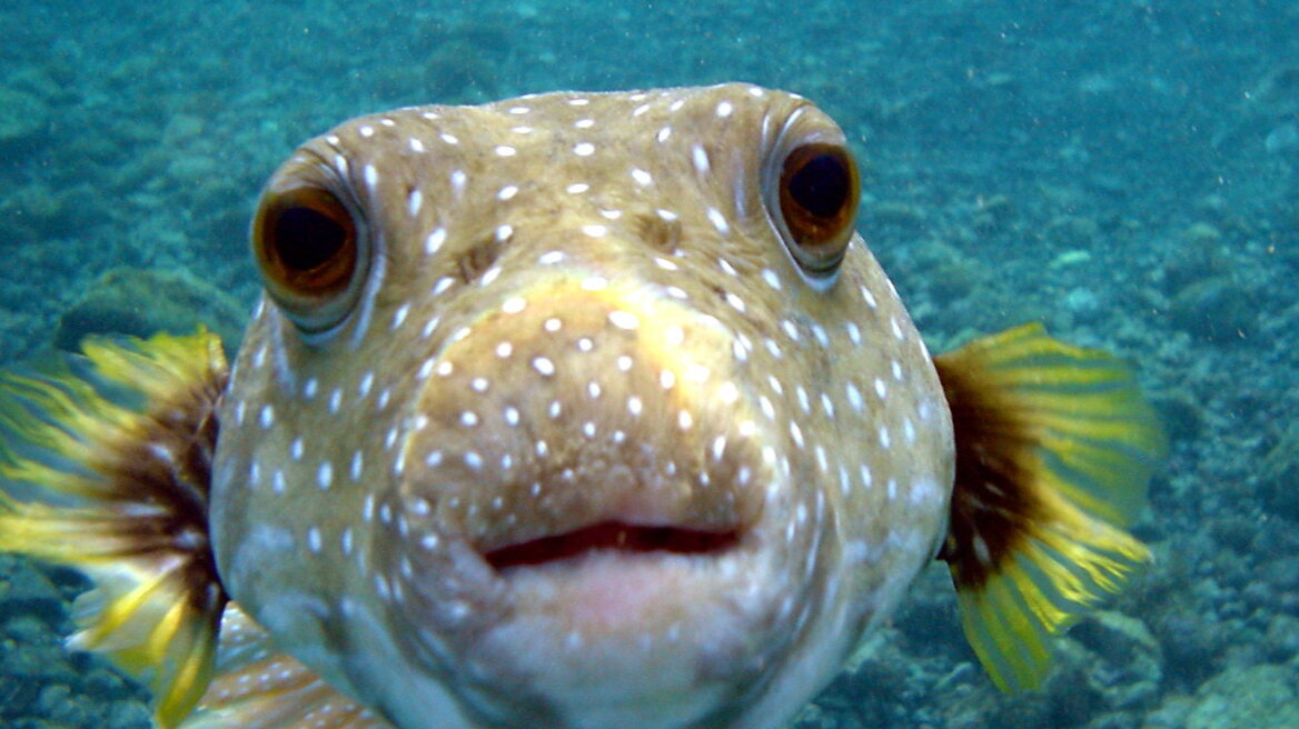 Το τροπικό λαγόψαρο απειλεί το οικοσύστημα της Μεσογείου