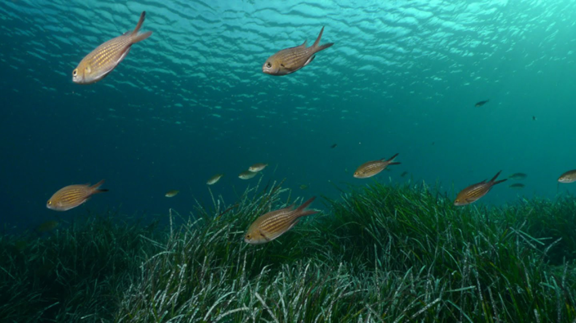 Χιλιάδες ξενικά είδη έχουν εισβάλει στη Μεσόγειο