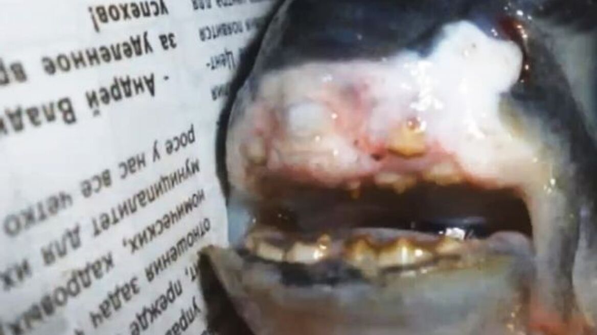 Βίντεο: Βρήκαν ψάρι με ανθρώπινα δόντια στη Ρωσία!