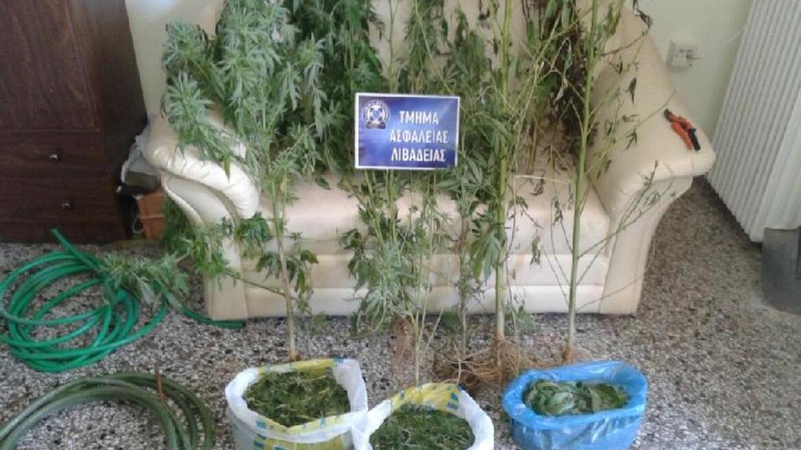 Βοιωτία: Εκχέρσωσε το δάσος για να φυτέψει χασισόδεντρα