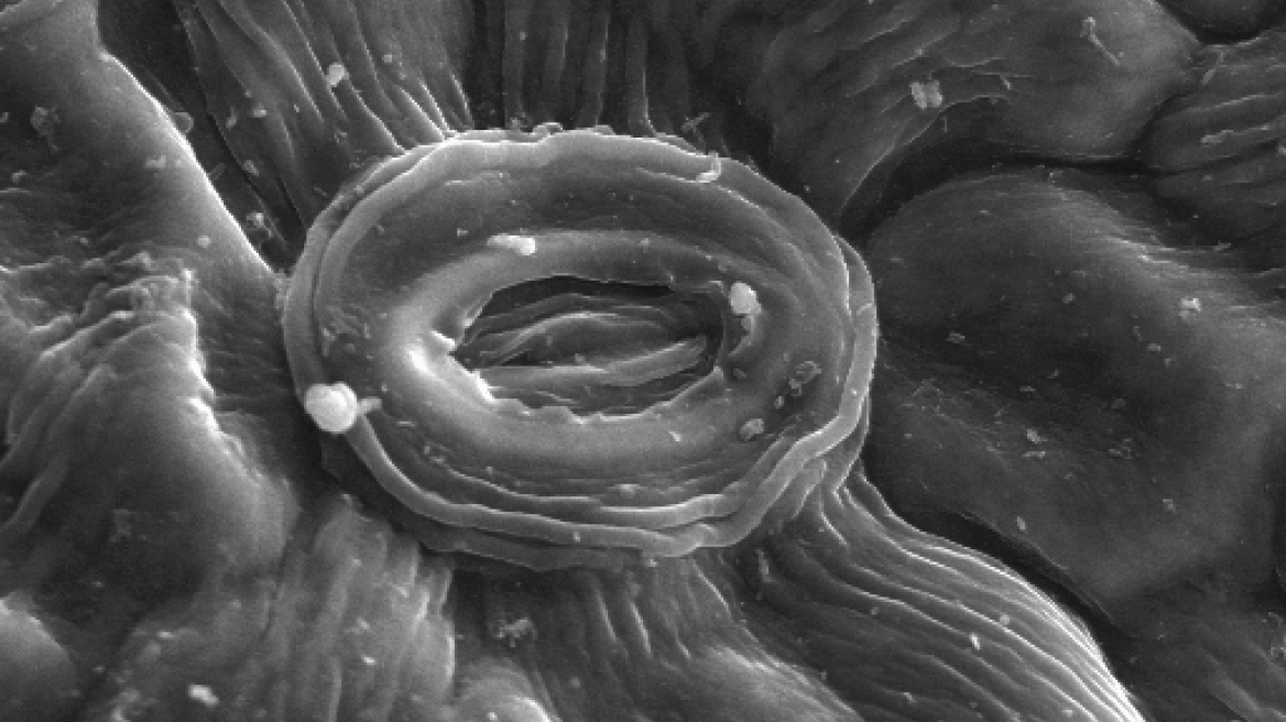 Επιστήμονες είδαν το σωματίδιο- φάντασμα «Ματζοράνα»