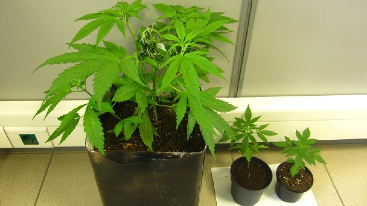 Έλληνες και αλλοδαποί διακινούσαν ναρκωτικά