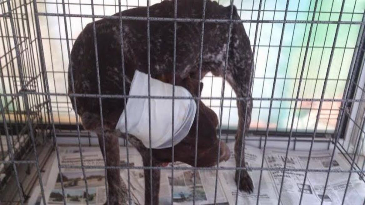 Φρίκη: Έκαψαν σκύλο με οξύ στην Κομοτηνή!