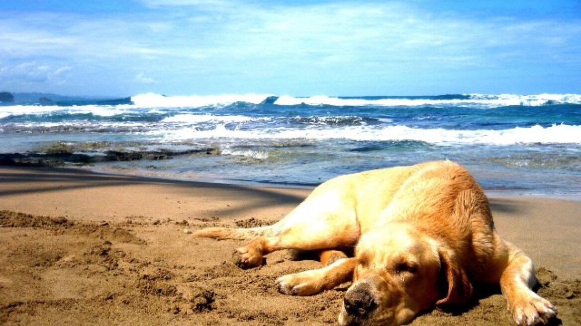 Ερχονται ειδικές παραλίες για τα κατοικίδια ζώα
