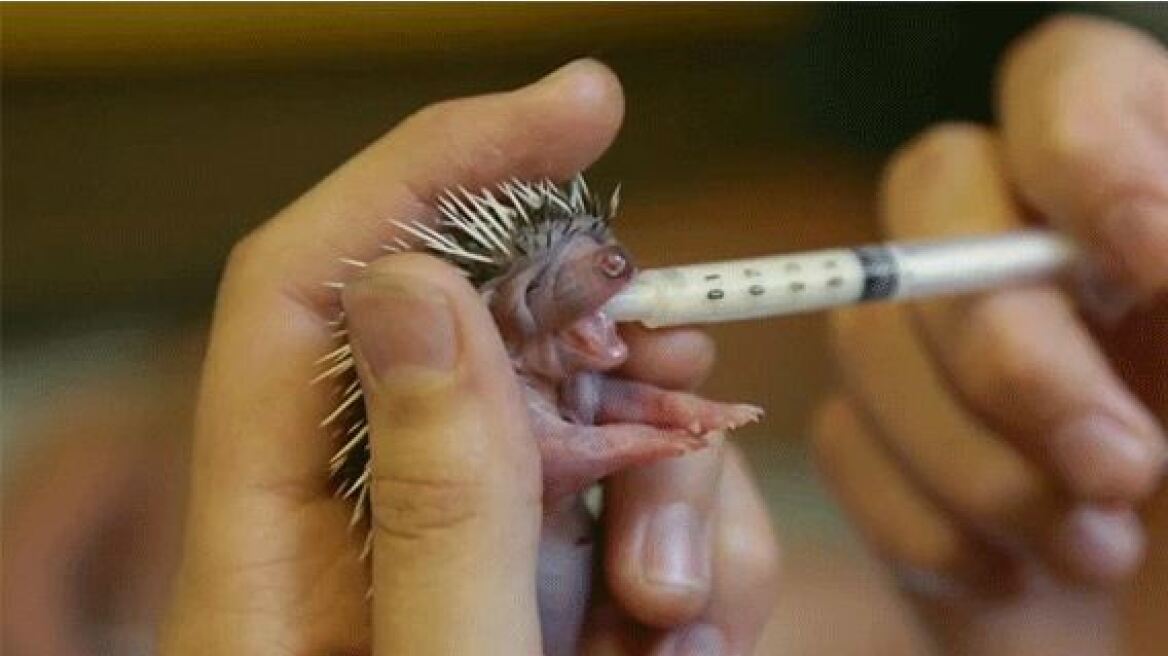 Βίντεο: Ταΐζουν ένα μωρό σκαντζοχοιράκι για να το σώσουν 