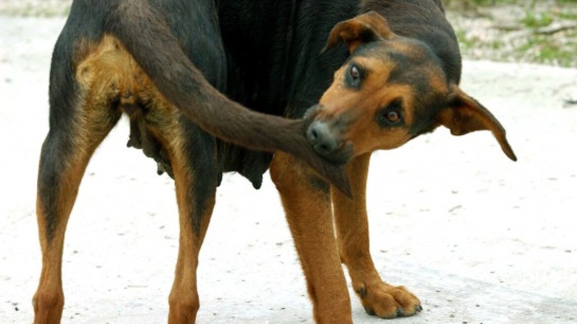 Ιωάννινα: Τσοπανόσκυλο δάγκωσε 8χρονο κοριτσάκι